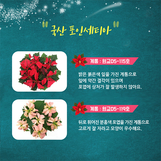 겨울철 집안을 환하게 포인세티아