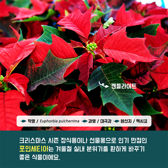 겨울철 집안을 환하게 포인세티아