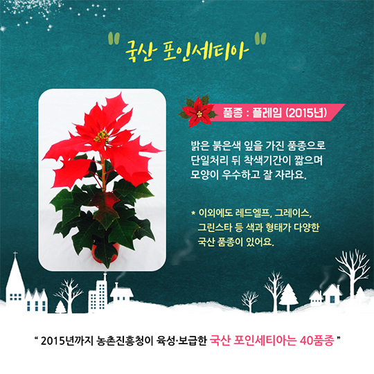 겨울철 집안을 환하게 포인세티아