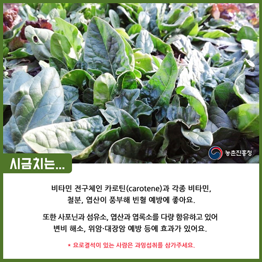 알고 먹으면 더 맛있는 시금치