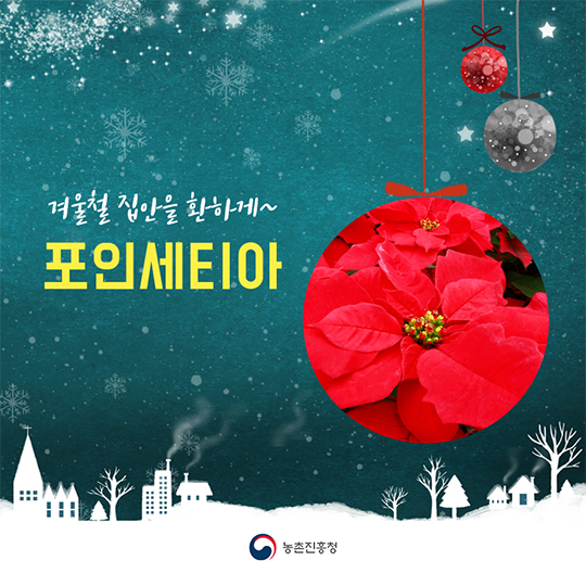 겨울철 집안을 환하게 포인세티아