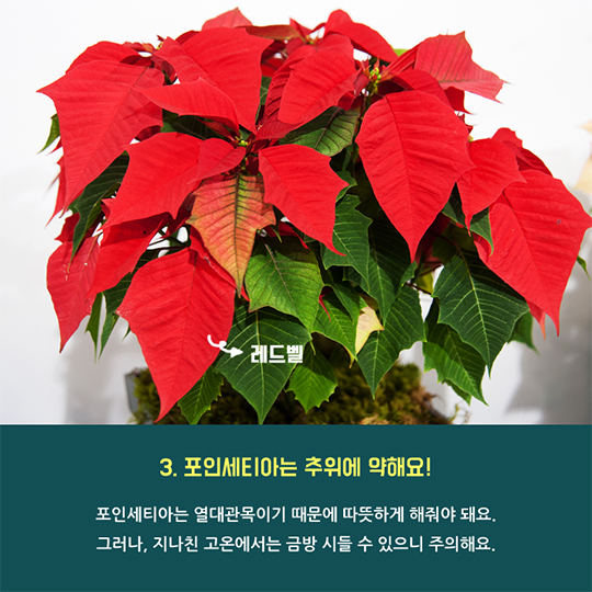 겨울철 집안을 환하게 포인세티아