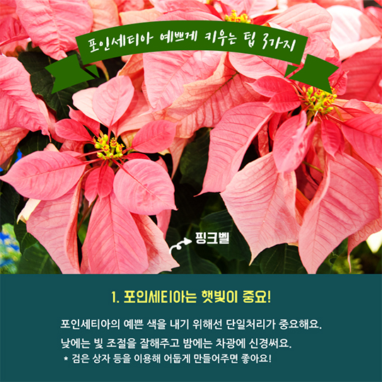 겨울철 집안을 환하게 포인세티아