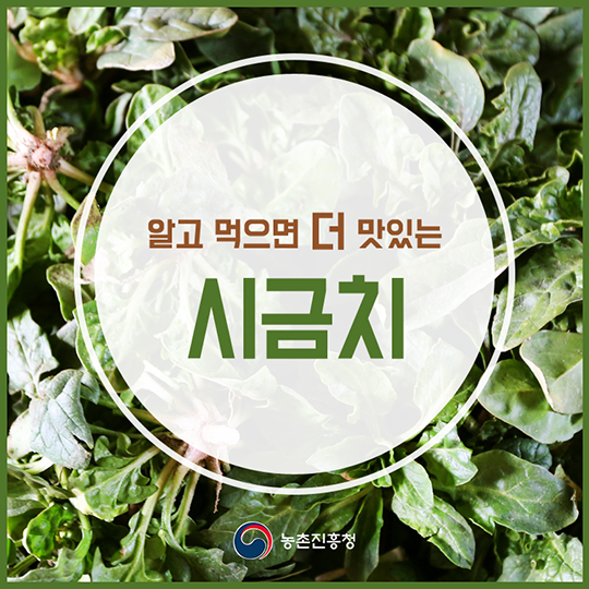 알고 먹으면 더 맛있는 시금치