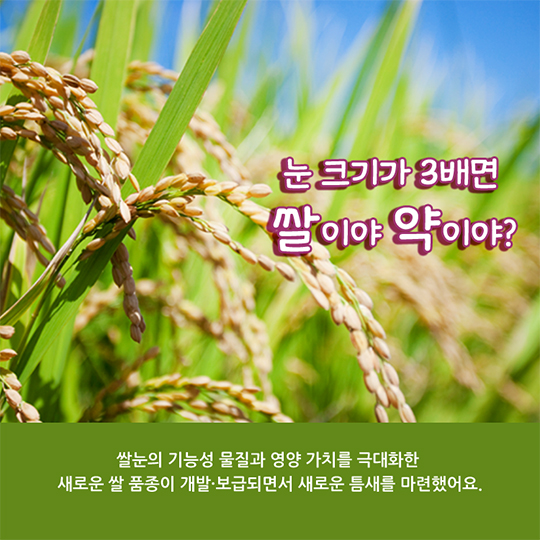약(藥)쌀이라 불러다오