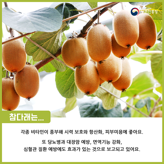 알고 먹으면 더 맛있는 참다래