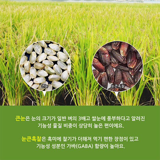 약(藥)쌀이라 불러다오