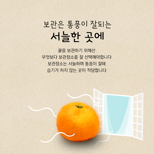 겨울철 대표 간식 귤 보관법