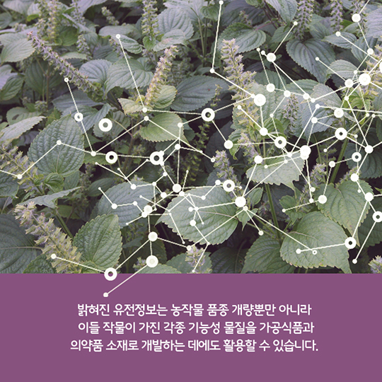 우리농작물 9종 생명체 설계도 최초 해독