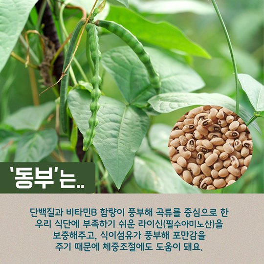 알고 먹으면 더 맛있는 동부