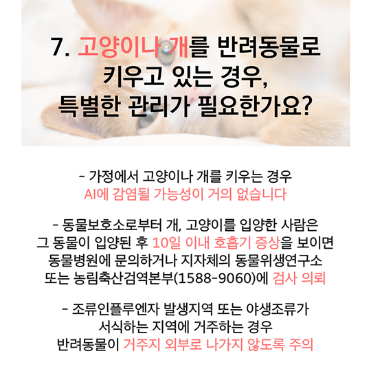 AI(조류인플루엔자) 사람에게 전파되나요?