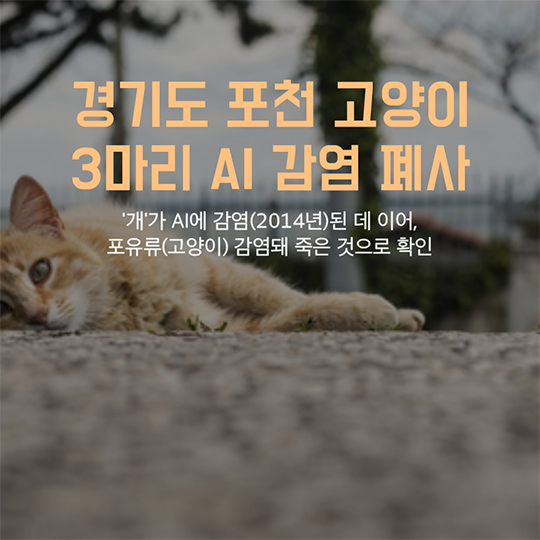 AI 조류에서 고양이로 사람은 안전할까요?