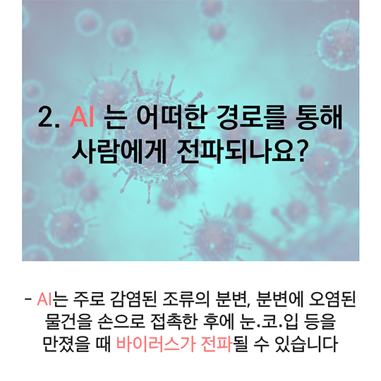 AI(조류인플루엔자) 사람에게 전파되나요?