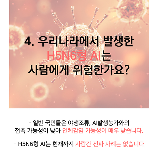 AI(조류인플루엔자) 사람에게 전파되나요?
