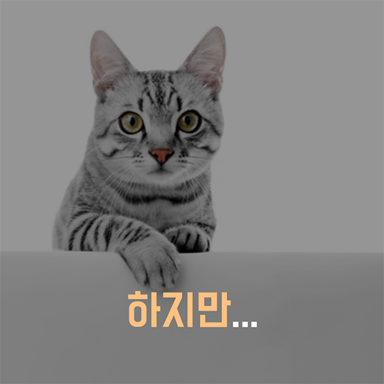 AI 조류에서 고양이로 사람은 안전할까요?