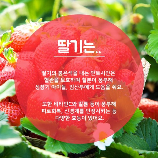 [카드뉴스] 알고 먹으면 더 맛있는 딸기 