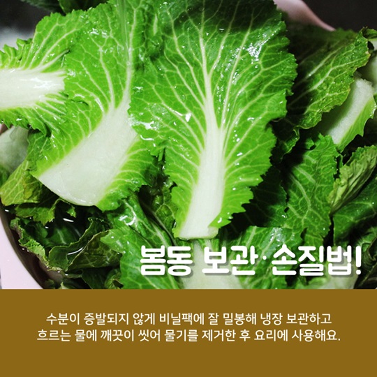 알고 먹으면 더 맛있는 봄동! 