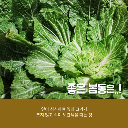 알고 먹으면 더 맛있는 봄동! 