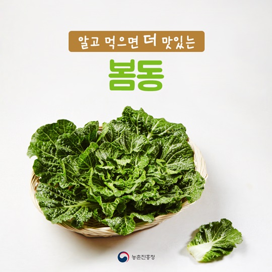 알고 먹으면 더 맛있는 봄동! 