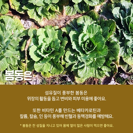알고 먹으면 더 맛있는 봄동! 