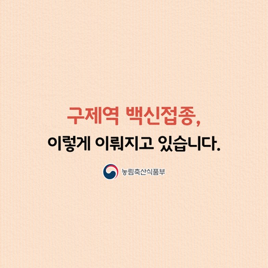 구제역 백신접종, 이렇게 이뤄지고 있습니다.