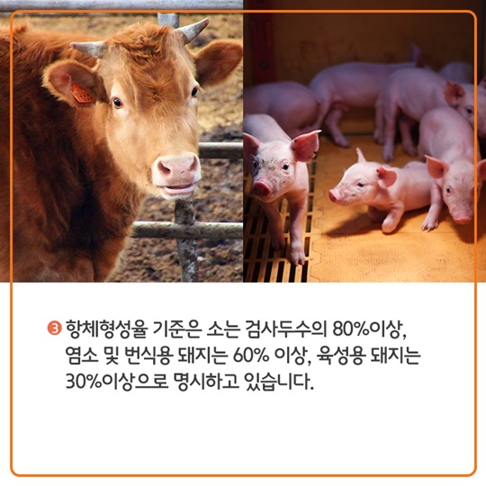 구제역 백신접종, 이렇게 이뤄지고 있습니다.