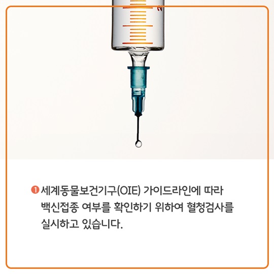 구제역 백신접종, 이렇게 이뤄지고 있습니다.