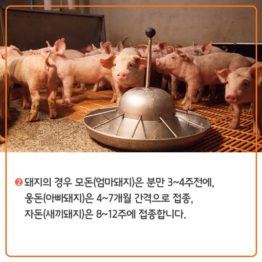 구제역 백신접종, 이렇게 이뤄지고 있습니다.