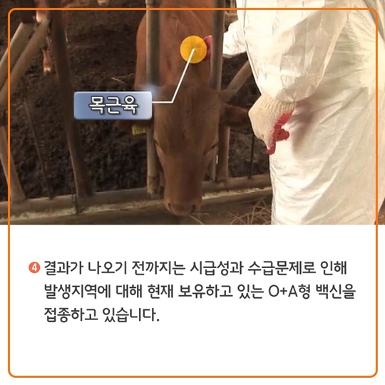 구제역 백신접종, 이렇게 이뤄지고 있습니다.