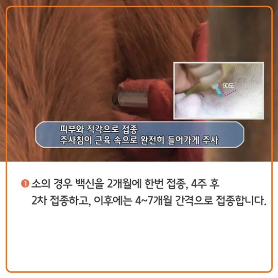 구제역 백신접종, 이렇게 이뤄지고 있습니다.