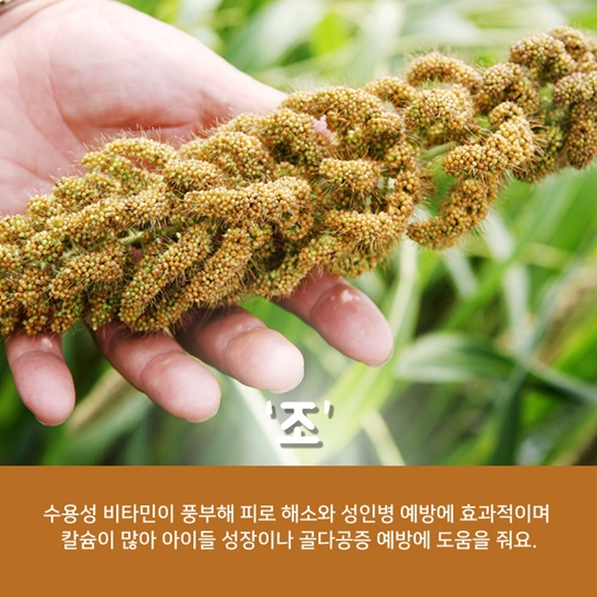 알고 먹으면 더 맛있는 조!