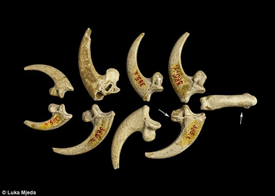 13만년 전 크로아티아의 한 지방에서 네안데르탈인이 제작한 것으로 추정되는 목걸이. 독수리 발 뼈로 만들었다. <사진=크로아티아 자연사박물관>
