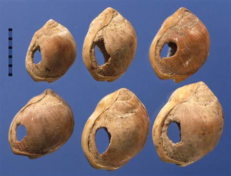 7만5천년 전 만들어진 목걸이. 남아프리카 공화국의 한 동굴에서 발견된 것으로 연체동물의 뼈에 구멍을 내어 이를 끈으로 연결해 착용한 것으로 보인다. 현생인류, 즉 호모 사피엔스가 만든 장신구 가운데 지금까지 발굴된 것으로는 최고의 목걸이다 <사진=헨실우드>