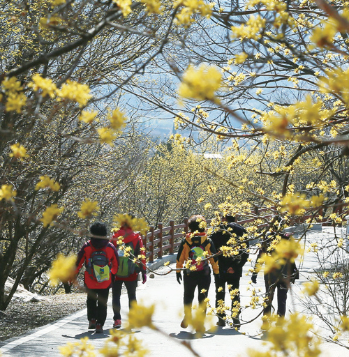 구례 산수유꽃 축제.(사진=구례군청)