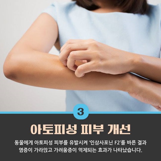 최고의 명약 인삼