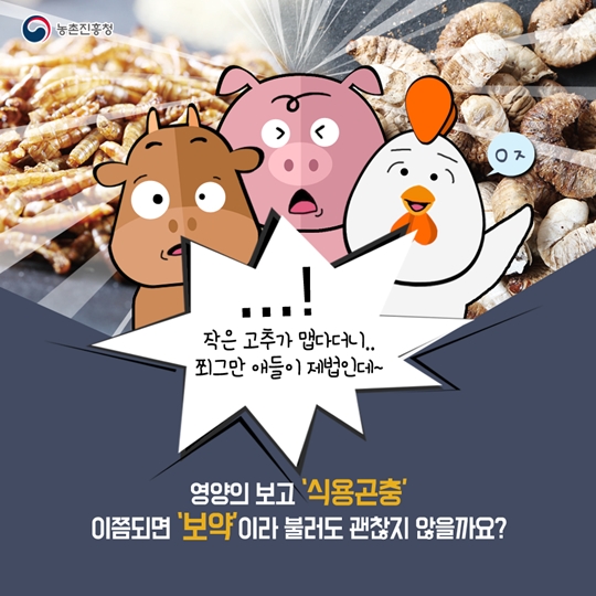 식용곤충이 보약이네