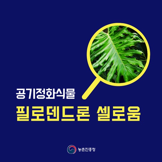 공기정화식물 필로덴드론 셀로움에 대해 알아보자