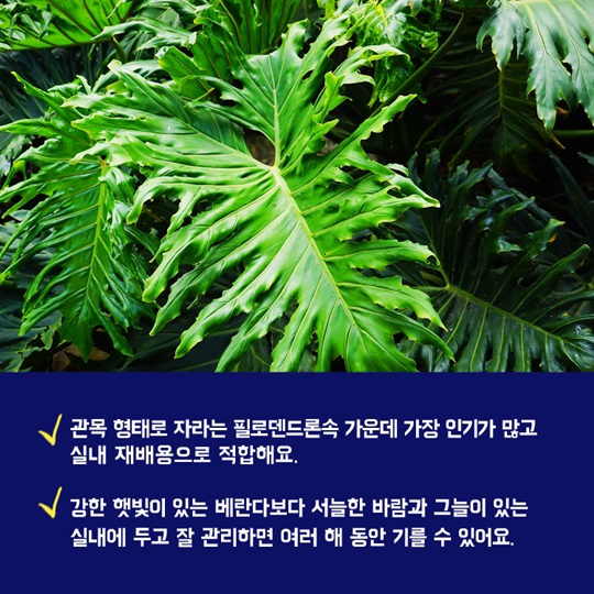 공기정화식물 필로덴드론 셀로움에 대해 알아보자