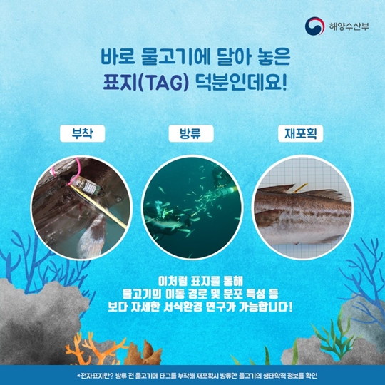 해시태그말고 물고기태그!