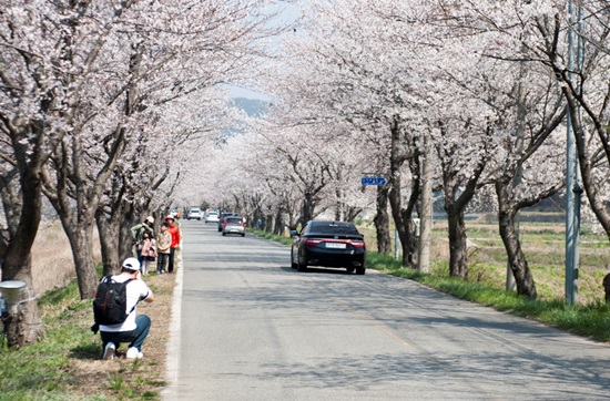 보령 주산 왕벚꽃길.(출처=보령시)