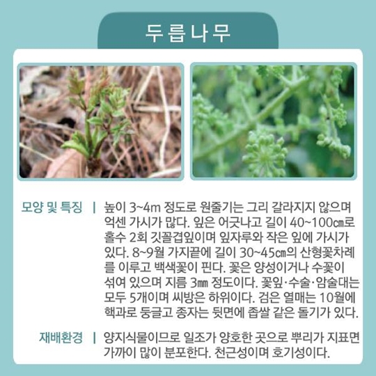 국민이 좋아하는 특용수·유실수 6가지