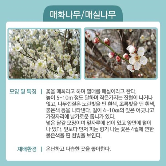 국민이 좋아하는 특용수·유실수 6가지