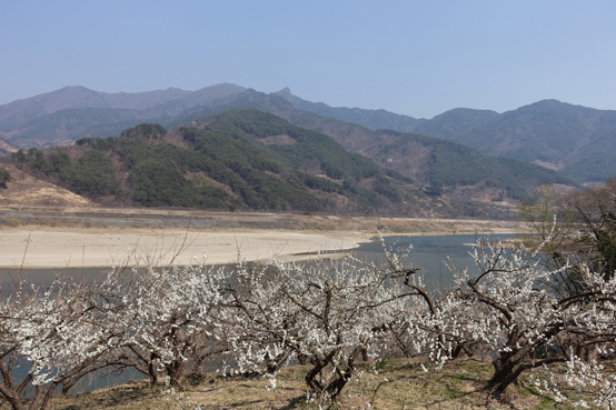 전남 광양시에 들어서면 매화세상이 펼쳐진다. 하류 쪽에는 모래가 많아 강 너머 하동사람들은 다사강이라고도 불렀다고 한다.