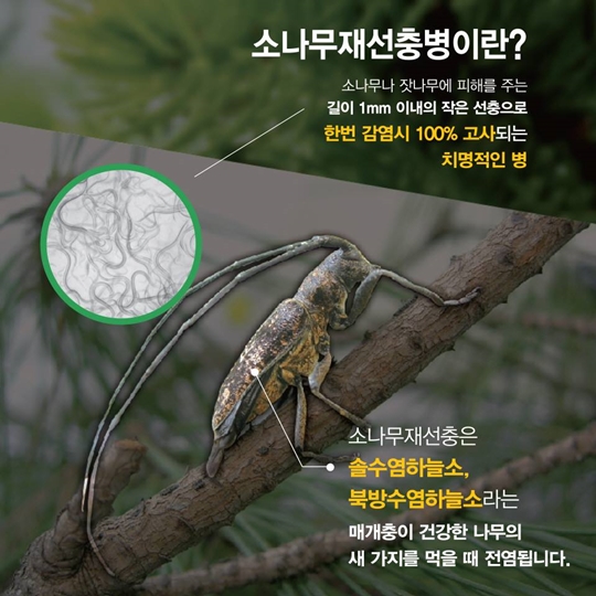 소나무 재선충병으로부터 안전하게 지켜주세요!