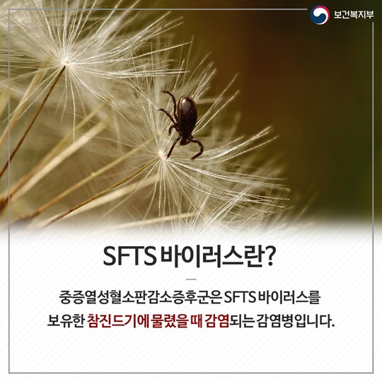 진드기가 옮기는 전염병, 올바른 예방법 알아보기