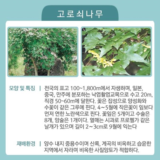 국민이 좋아하는 특용수·유실수 6가지