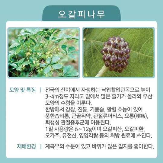국민이 좋아하는 특용수·유실수 6가지