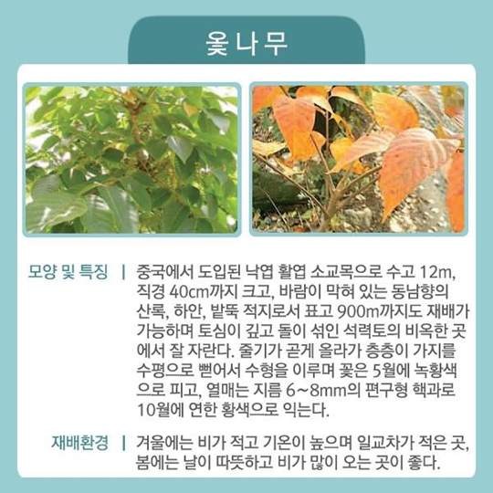 국민이 좋아하는 특용수·유실수 6가지