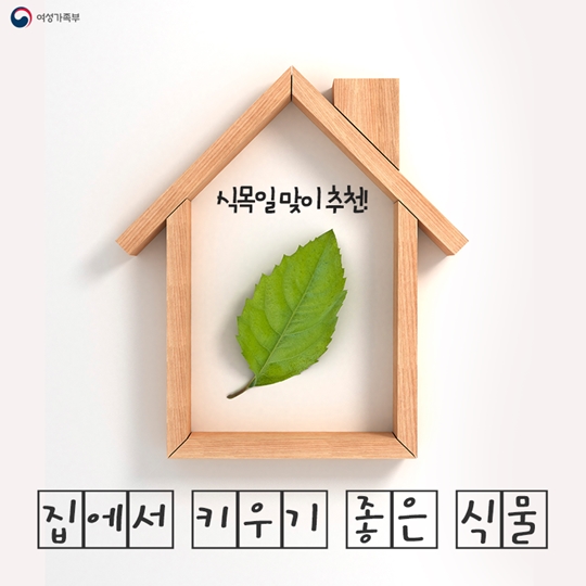 집에서 키우기 좋은 식물