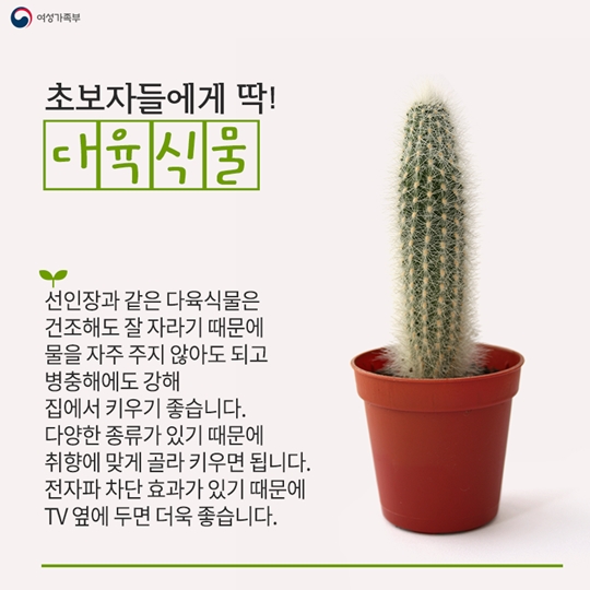집에서 키우기 좋은 식물